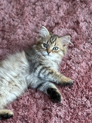 BLH Edelmix-Kitten abgabebereit Bild 9