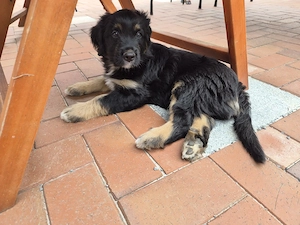 Welpen Briard  Australien Shepherd (Wäller)