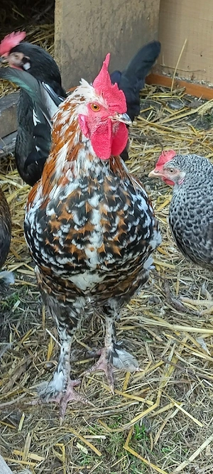 Hahn abzugeben 