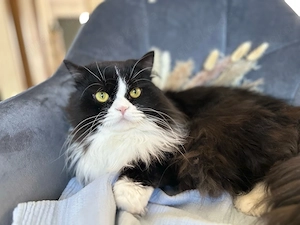 Perserkater