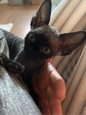 Devon Rex Sphynx Kitten Katze