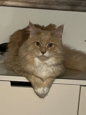 Langhaar Kater,2 Jahre