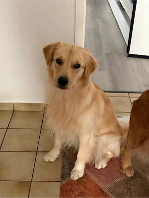 Golden Retriever Amerkanischen line China line