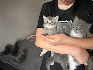 britisch Katzenbaby