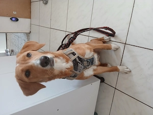 Super süßer Labrador Mix
