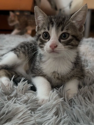 Ruhiges und verspieltes Katzenbaby sucht liebevolles Zuhause     
