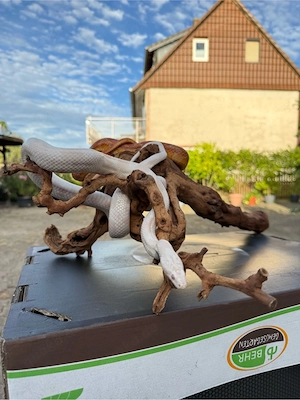 Kornnattern 