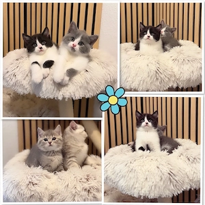 Zucker süsse Reinrassige Bkh Kitten