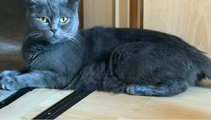 britisch Katze Stella
