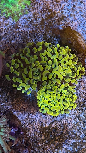 5 große Meerwasserkorallen   24K Gold Hammer, Frogspawn, Goniopora & Zoanthus   Würselen