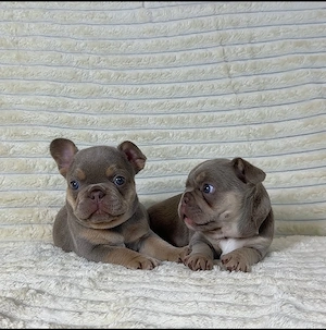 Entzückende Englische Bulldoggen-Welpen bereit für ihr neues Zuhause... 