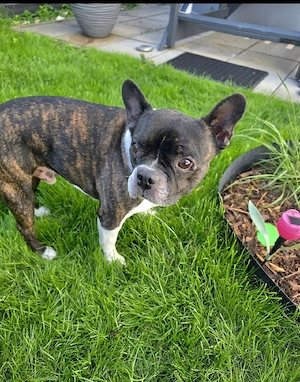Französische Bulldogge Mix sucht ein neues Zuhause