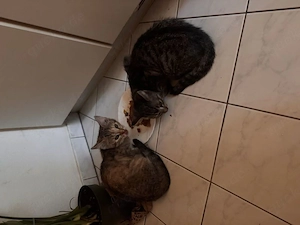 Zwei liebe 4 Monate alte Hauskatzen suchen ein Zuhause
