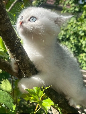 BKH kitten bereit zum ausziehen
