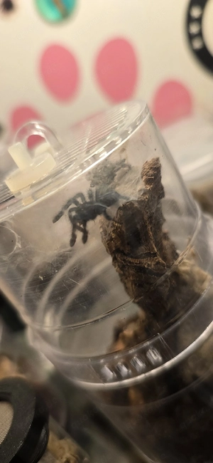 Caribena.versicolor