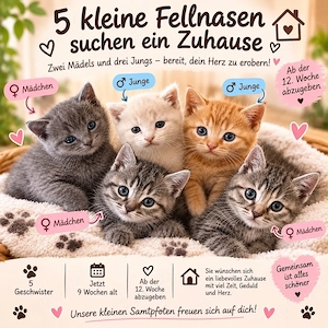 BKHkitten abzugeben 