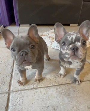 Gesunde Englische Bulldoggen-Welpen in liebevolle Hände abzugeben... 