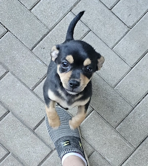 reinrassige Chihuahuas Babys 