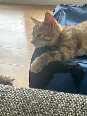 maincoon mix kitten zuverkaufen 