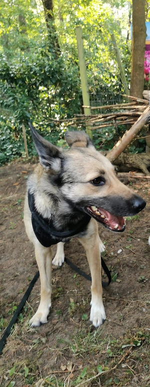 Dringend: Menschenbezogene Lucy (7 J., 50 cm) sucht hundeerfahrenen Einzelplatz