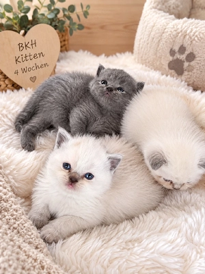 Süße BKH Kitten suchen liebevolles Zuhause   