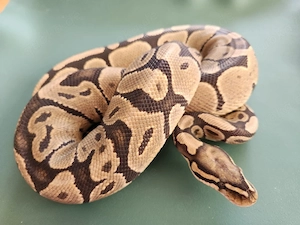 0.1 Königspython Ghost (Hypo) plus gratis Terrarium 