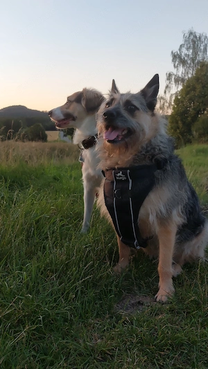 Schweren Herzens   Liebevolles Zuhause für unser Traumpaar Snoopy & Bonja gesucht   *