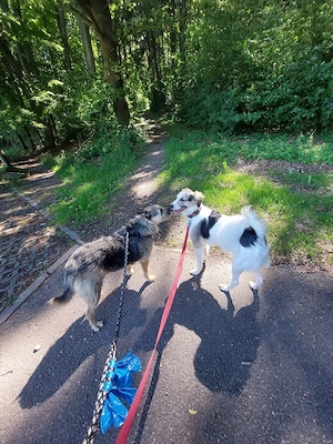 Schweren Herzens   Liebevolles Zuhause für unser Traumpaar Snoopy & Bonja gesucht   *