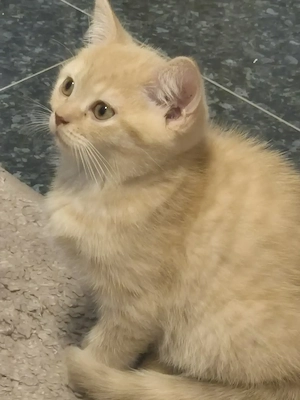 BKH-Kitten  