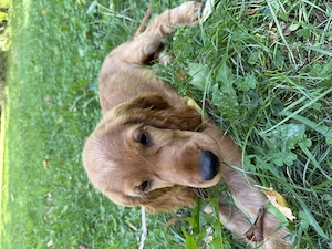 English Cocer Spaniel