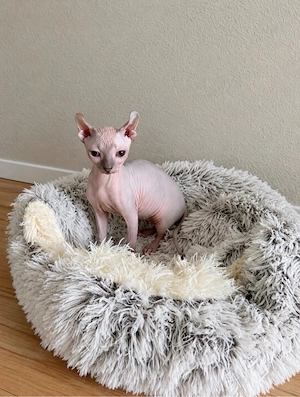 Sphynx Katze 