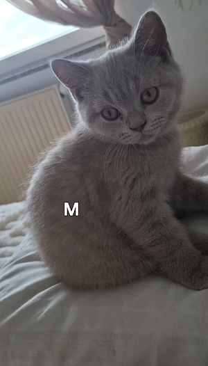 Wunderschöne Britisch-Shorthair-Kitten in Lilac suchen ein liebevolles Zuhause. 