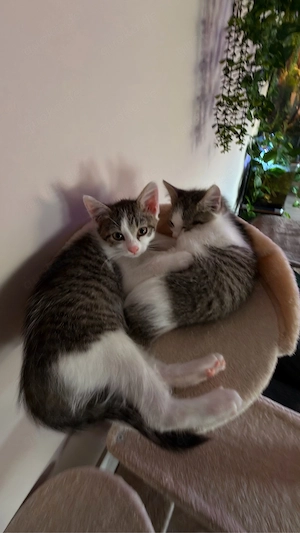 kitten inklusive futter ukd komplettem zubehör 