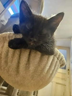 Katzenbabys zu verkaufen 