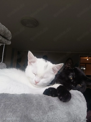 türkisch Angora, BKH Mix Kitten 