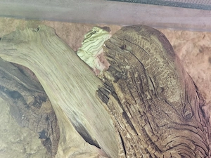 Bartagame Pogona henrylawsoni