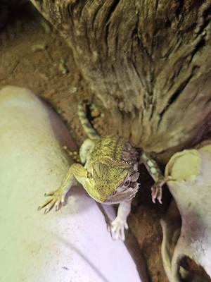 Zwergbartagame 