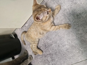 Reinrassiges bkh kitten mädchen 
