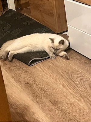 BKH Katze 1 Jahr alt 