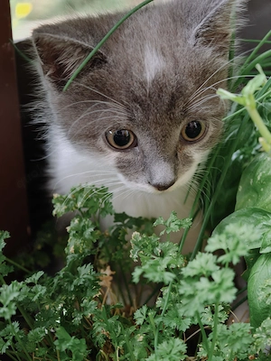 Süßes EKH- Ragdoll-Mix Kitten (weiblich) 