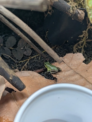 0.0.4 Oophaga pumilio "Colon", 4-6 Monate alt Bild 4