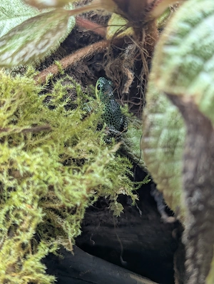 0.0.4 Oophaga pumilio "Colon", 4-6 Monate alt Bild 3