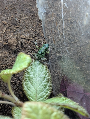 0.0.4 Oophaga pumilio "Colon", 4-6 Monate alt Bild 2