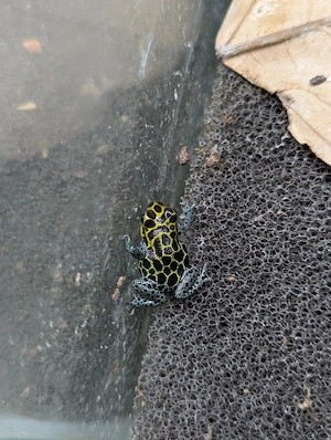 0.1 Ranitomeya imitator "Alto Cainarachi"   "nominat", 9 Monate