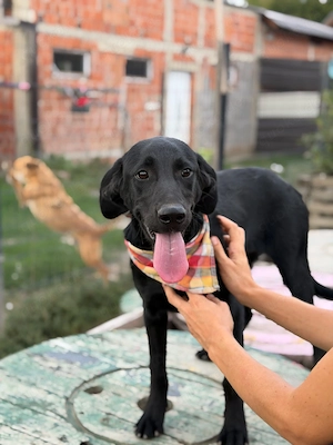 Labrador Mix Gaby sucht ihr Zuhause
