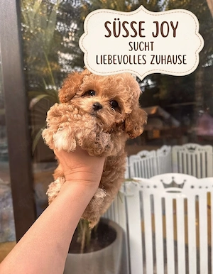Maltipoo-Mädchen Joy sucht ein liebevolles Zuhause   Details im Text
