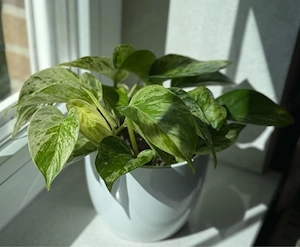 Marble Queen Efeutute   Zimmerpflanze