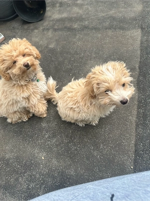  Maltipoo Welpen