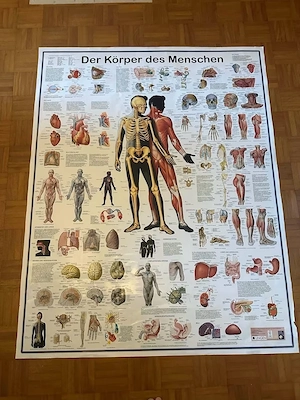 XXL anatomy poster "The human body"   132   105 cm