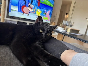 Sammy sucht sein für immer Zuhause 